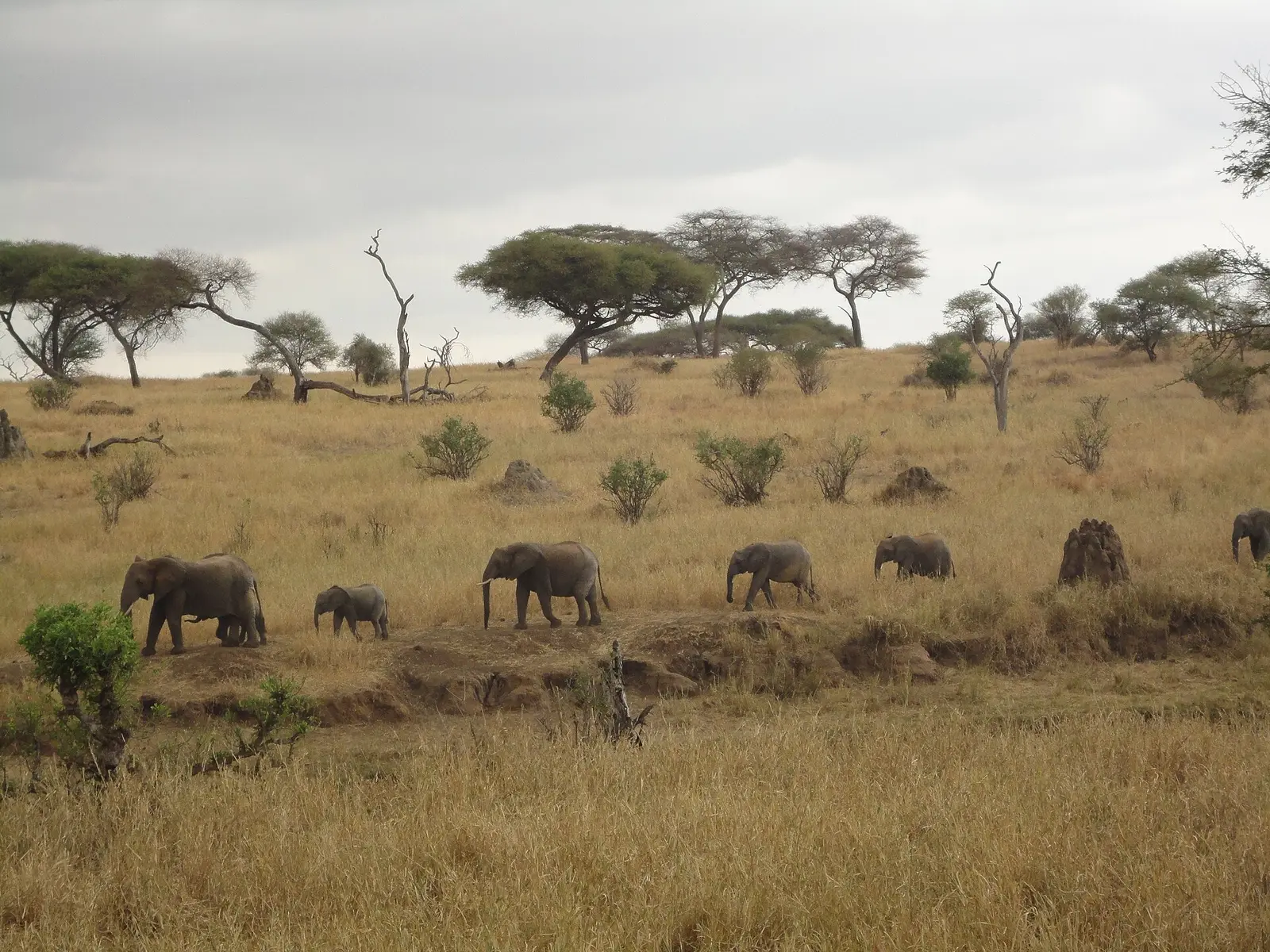 Herd of elephants crossing the savannah in Akagera National Park