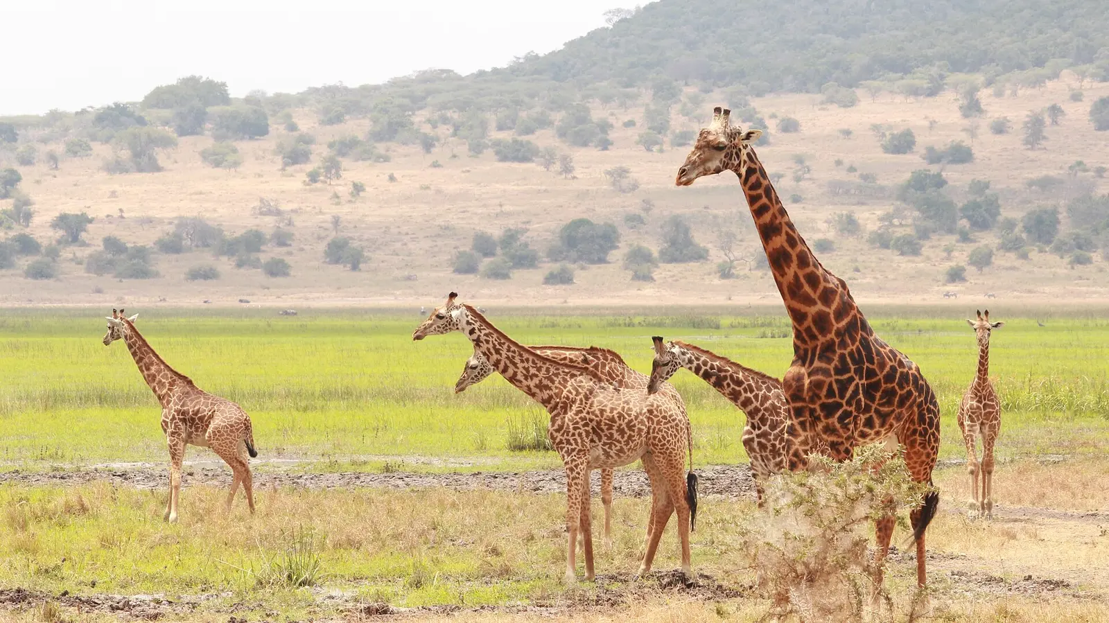 Group of giraffes on the plains of Akagera National Park