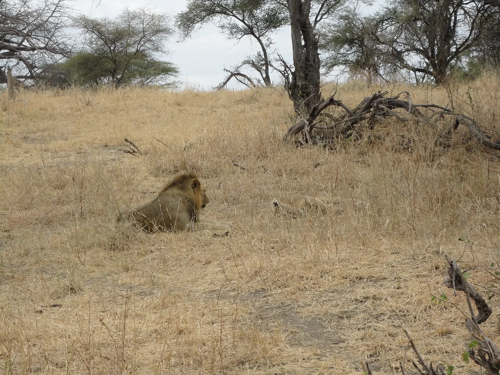 Male lion resting in the dry grass of Akagera National Park, Rwanda