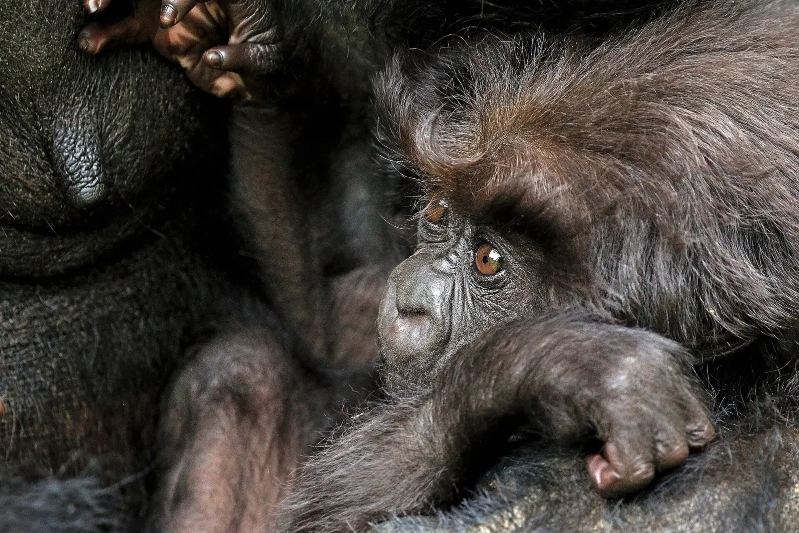 Ten-month-old baby mountain gorilla