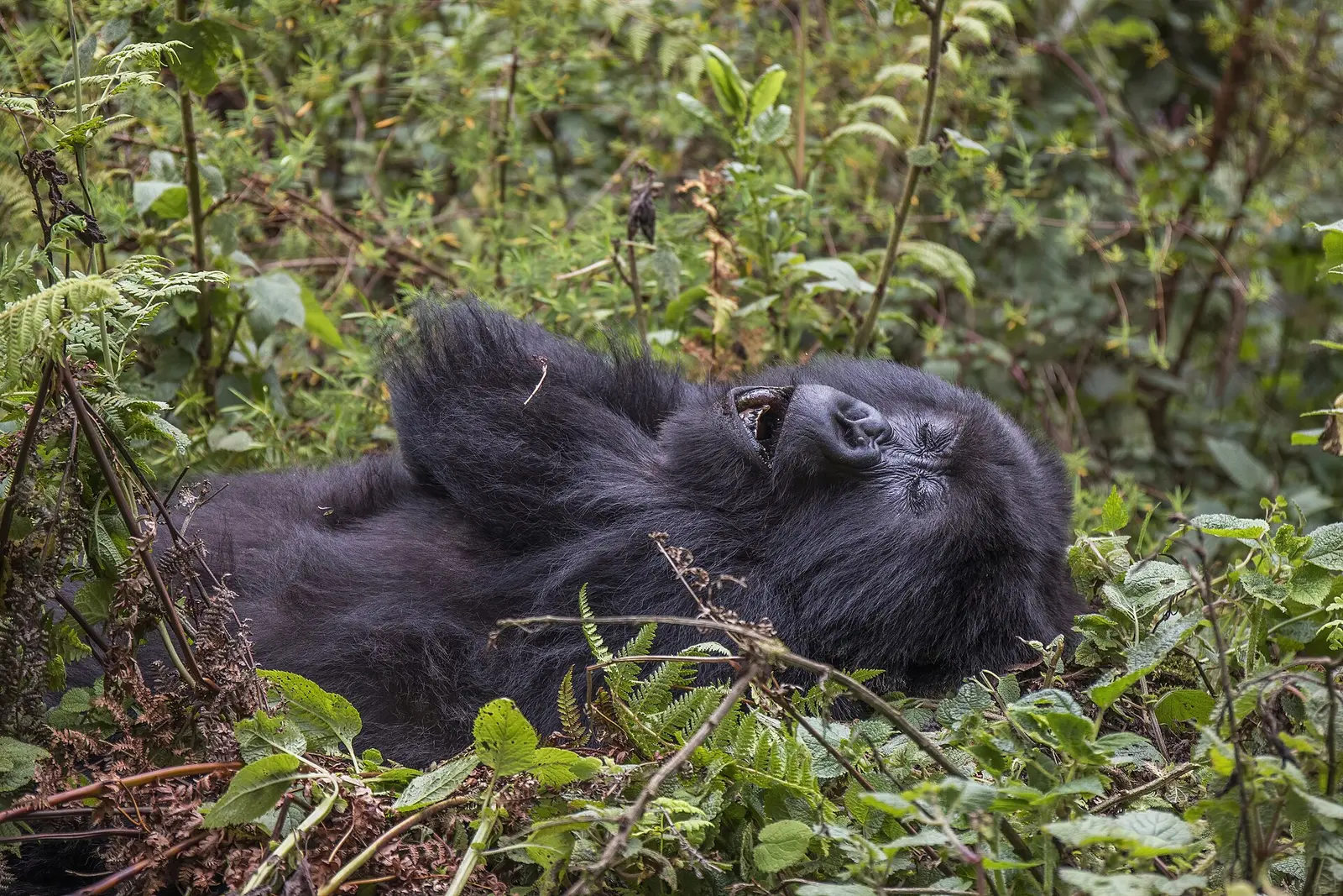 Female mountain gorilla yawning, showing her teeth