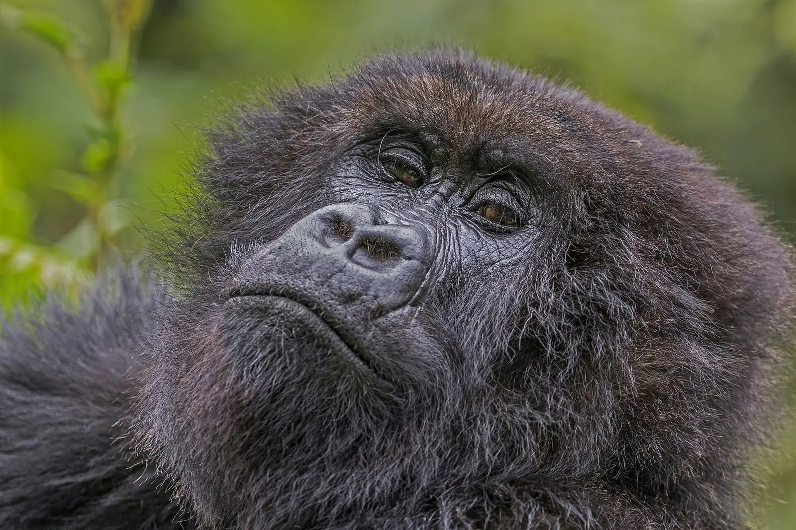 Adult female mountain gorilla in the Virunga forest