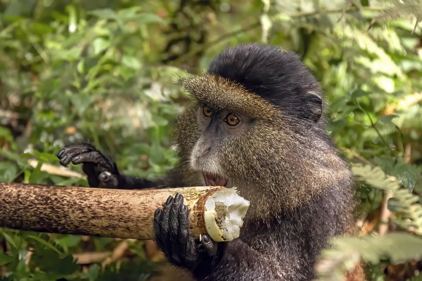Golden monkey feeding on a bamboo shoot