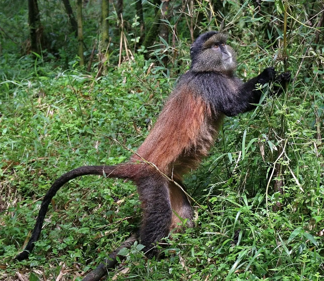 Golden monkey perched in bamboo in the Virunga mountains