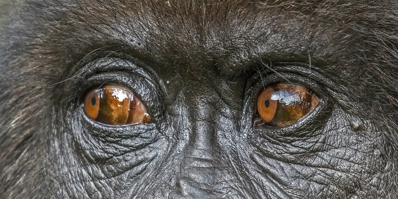 Close-up of a mountain gorilla's eyes