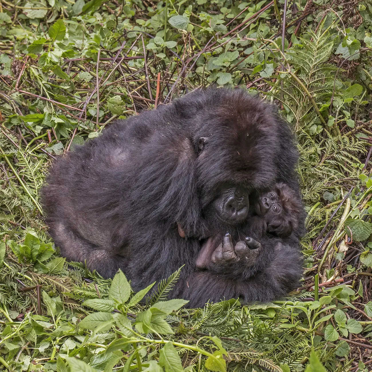 Mother mountain gorilla with infant on her chest