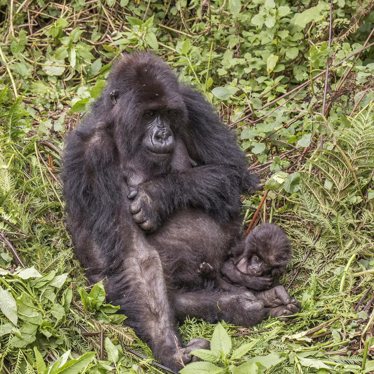 Mountain gorilla mother holding her baby