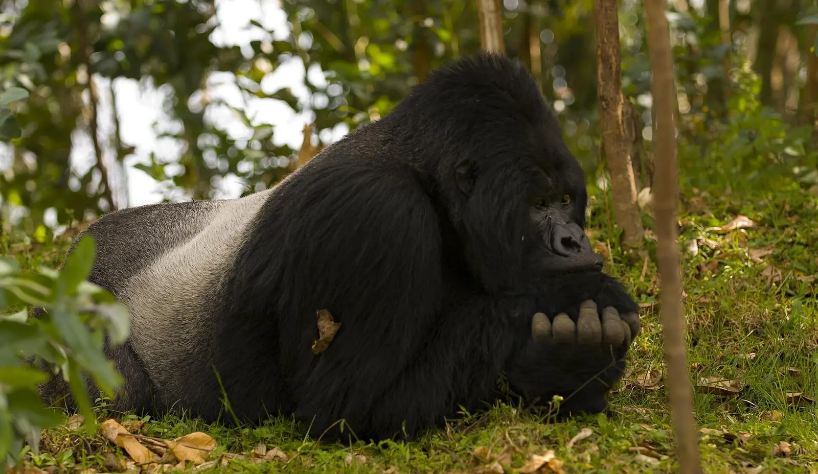 Silverback mountain gorilla resting on the forest floor in Volcanoes National Park