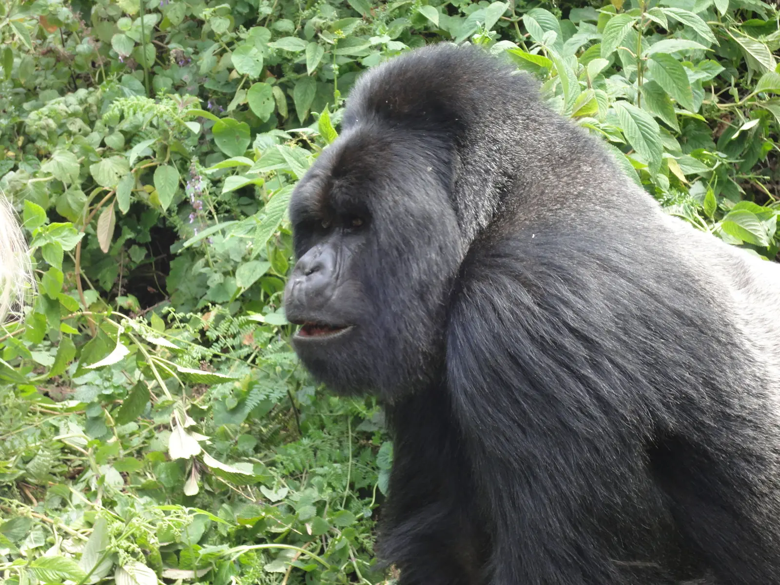 Guhonda, the famous silverback of Rwanda's Sabyinyo gorilla group