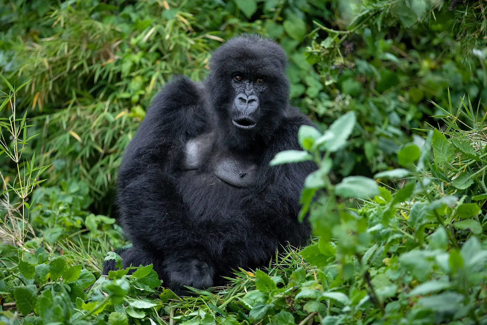 Mountain gorilla from the Susa group sitting in thick vegetation, Volcanoes National Park, Rwanda