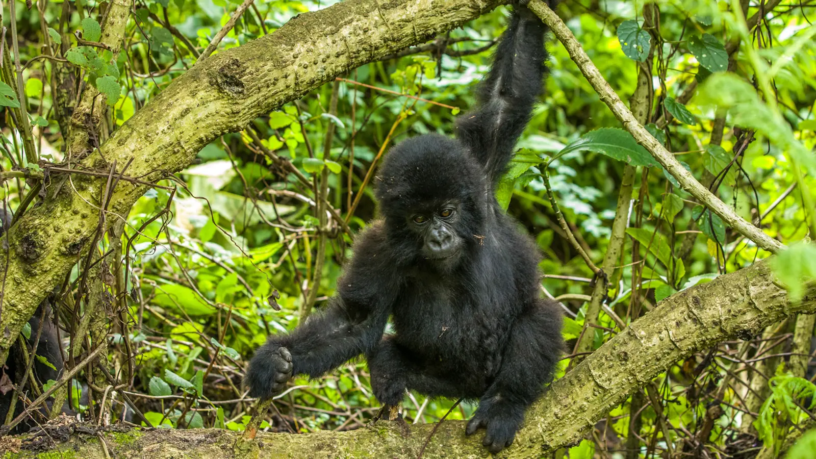 Young gorilla from the Hirwa family hanging from a branch