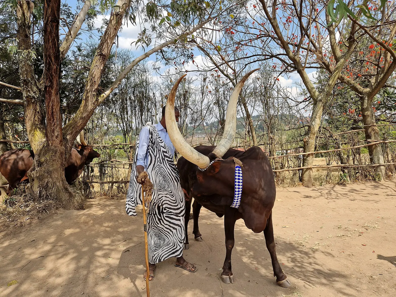 Long-horned Inyambo cattle with their keeper at the King's Palace, Nyanza