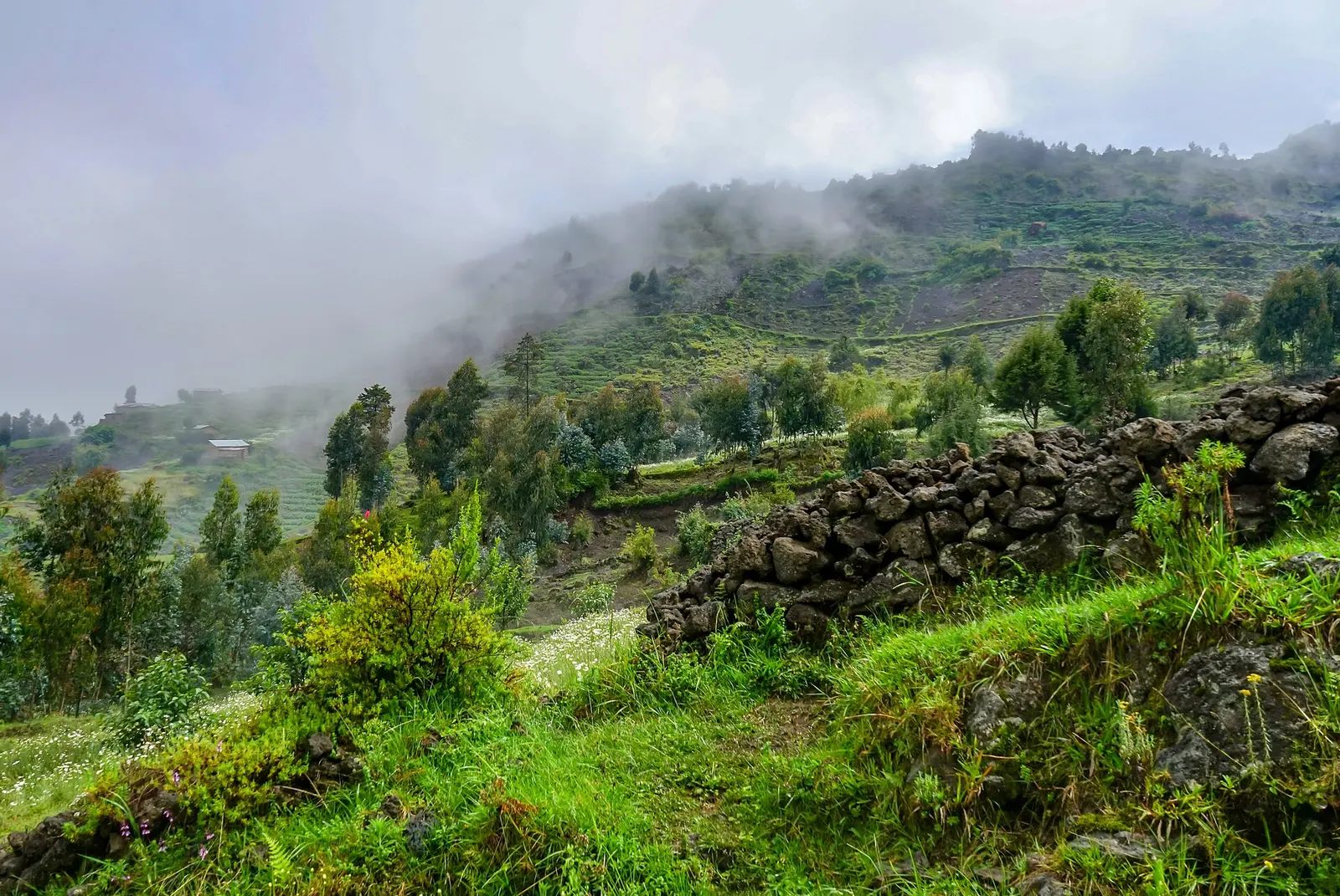 Mist over terraced hillsides and stone walls near Kinigi