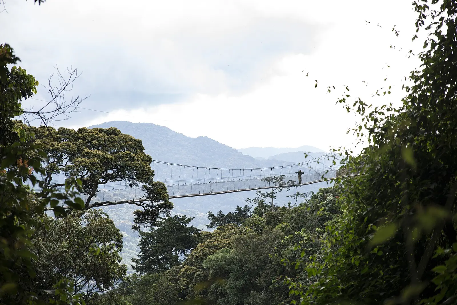 The canopy walkway suspended above the rainforest in Nyungwe National Park