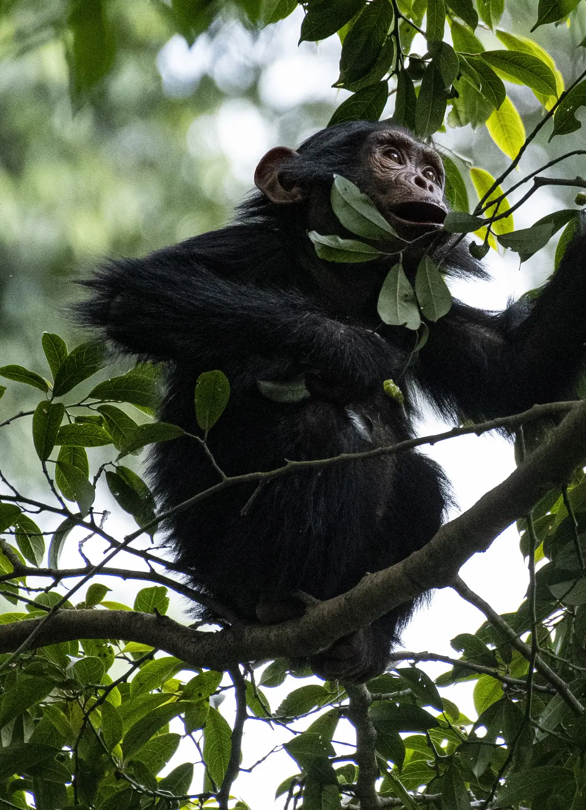 Young chimpanzee feeding on leaves high in a tree in Rwanda
