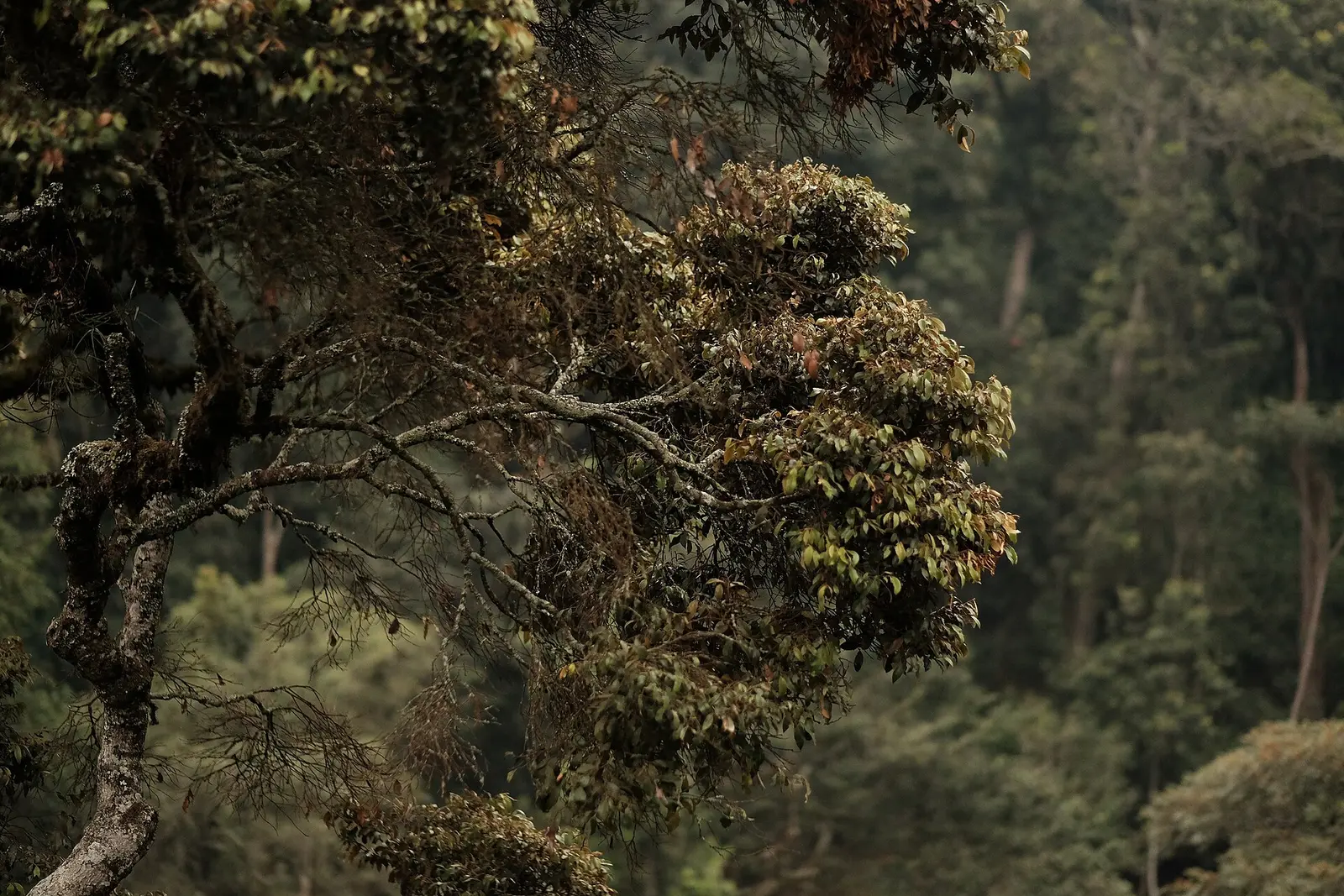 Dense montane rainforest in Nyungwe National Park, Rwanda