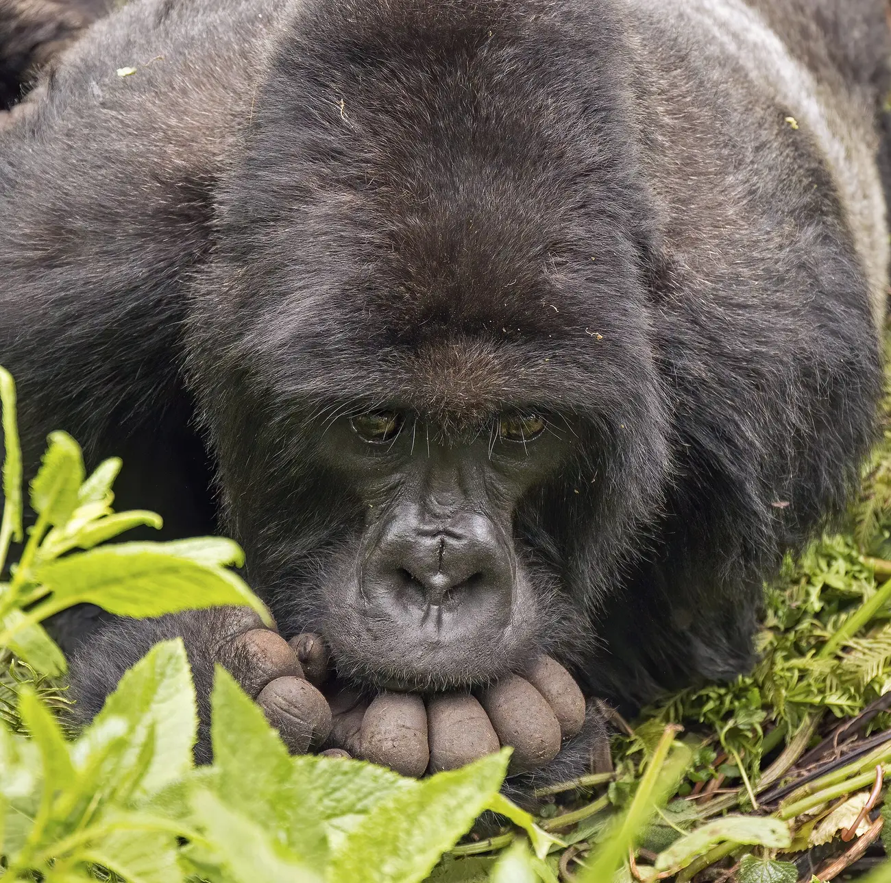 Adult male mountain gorilla resting his head in his hands