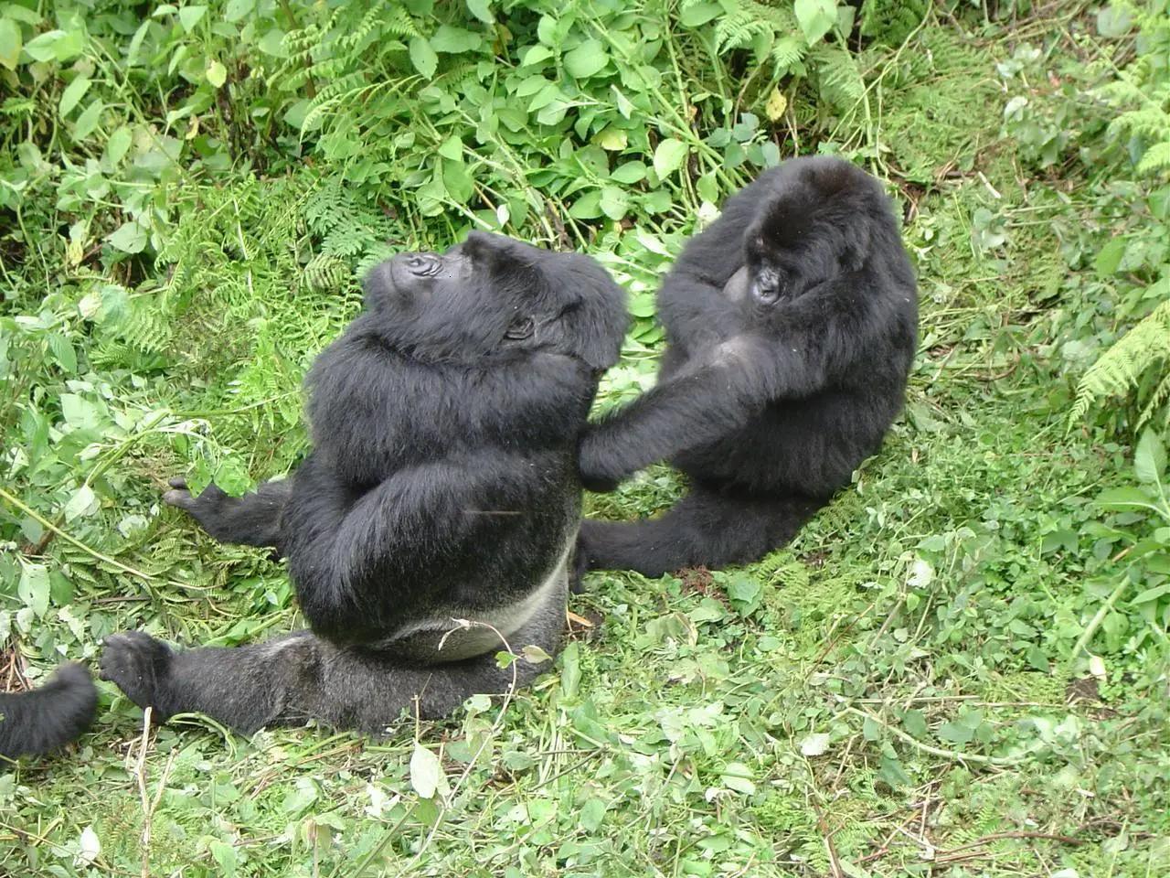 Two young mountain gorillas playing on a grassy slope in Rwanda