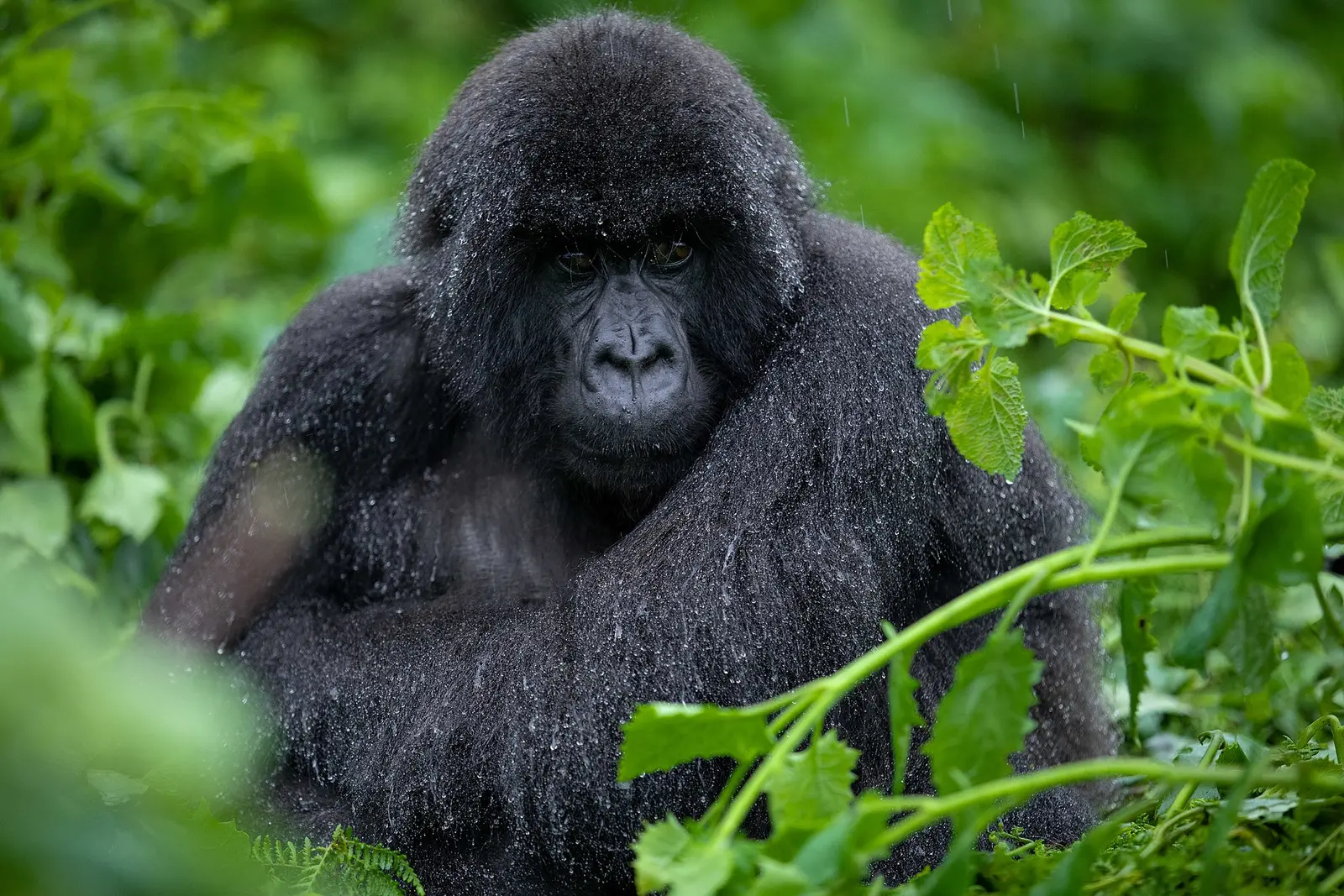 Susa group mountain gorilla looking toward the camera in the Karisimbi thicket