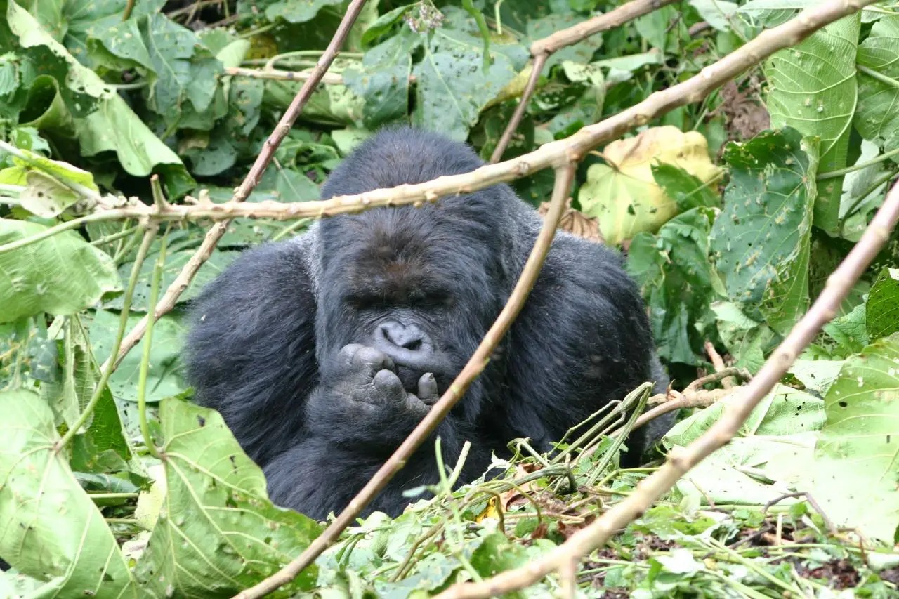 Silverback gorilla sitting among broken branches in Volcanoes National Park
